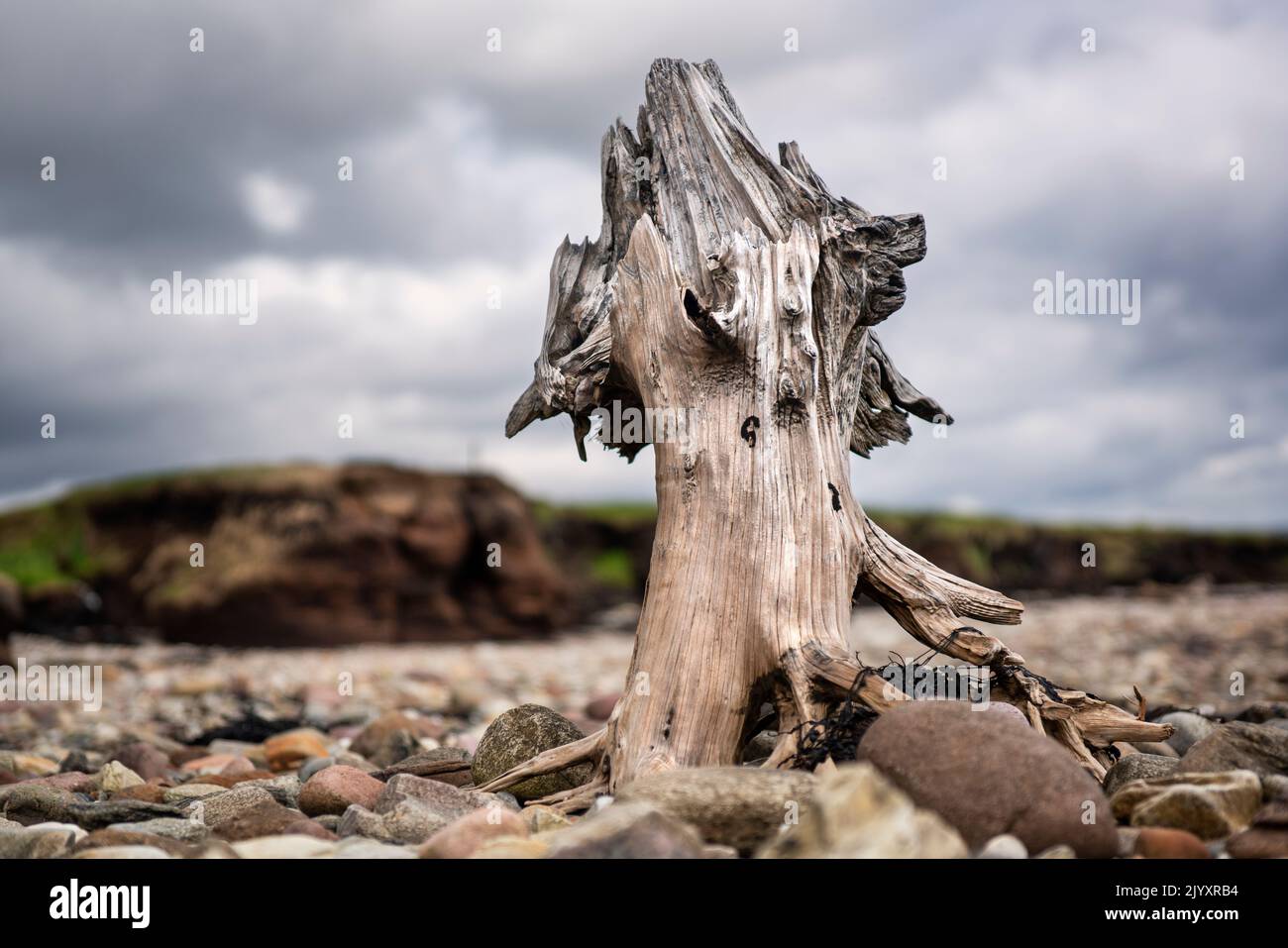 When peat soil is washed away by the sea on the coast of north-west Ireland, sometimes pieces of bog oak emerge from under the peat. Stock Photo
