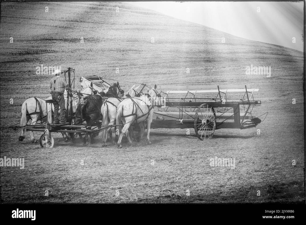 USA, Washington State, Whitman County. Palouse. September 6, 2021. Harvesting wheat with a vintage horse drawn thresher. Stock Photo