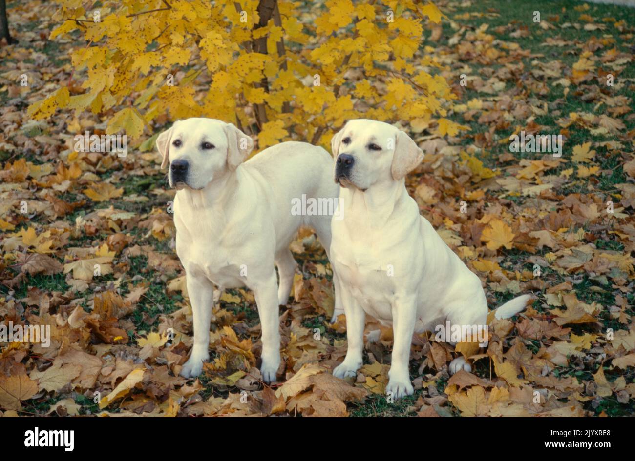 Yellow Labs in leaves Stock Photo