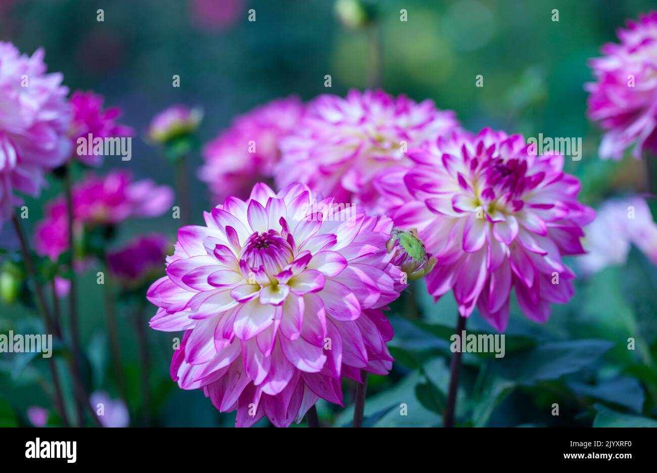 Dahlia 'Sincerity Rose Bicolour' Stock Photo
