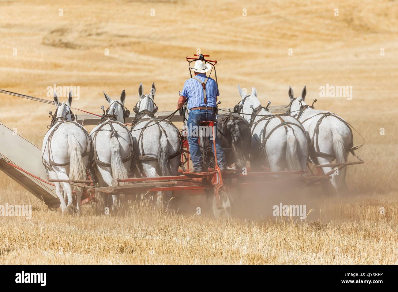 USA, Washington State, Whitman County. Palouse. September 6, 2021