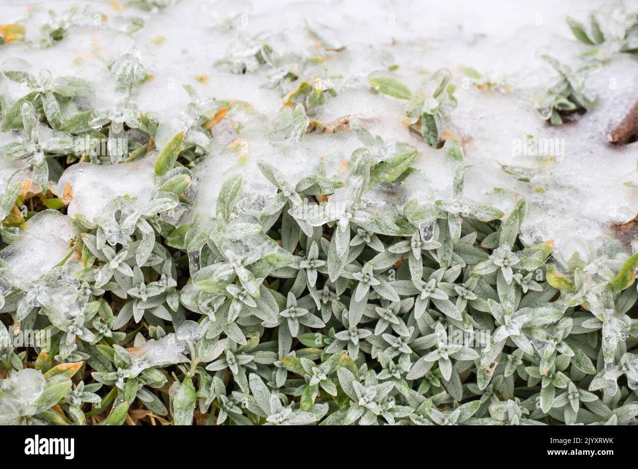 Snow in summer plant covered with ice. Freezing ice on the Cerastium Tomentosum. Icing coat on the garden flowers. Freezing, raining, hailstorm. Stock Photo