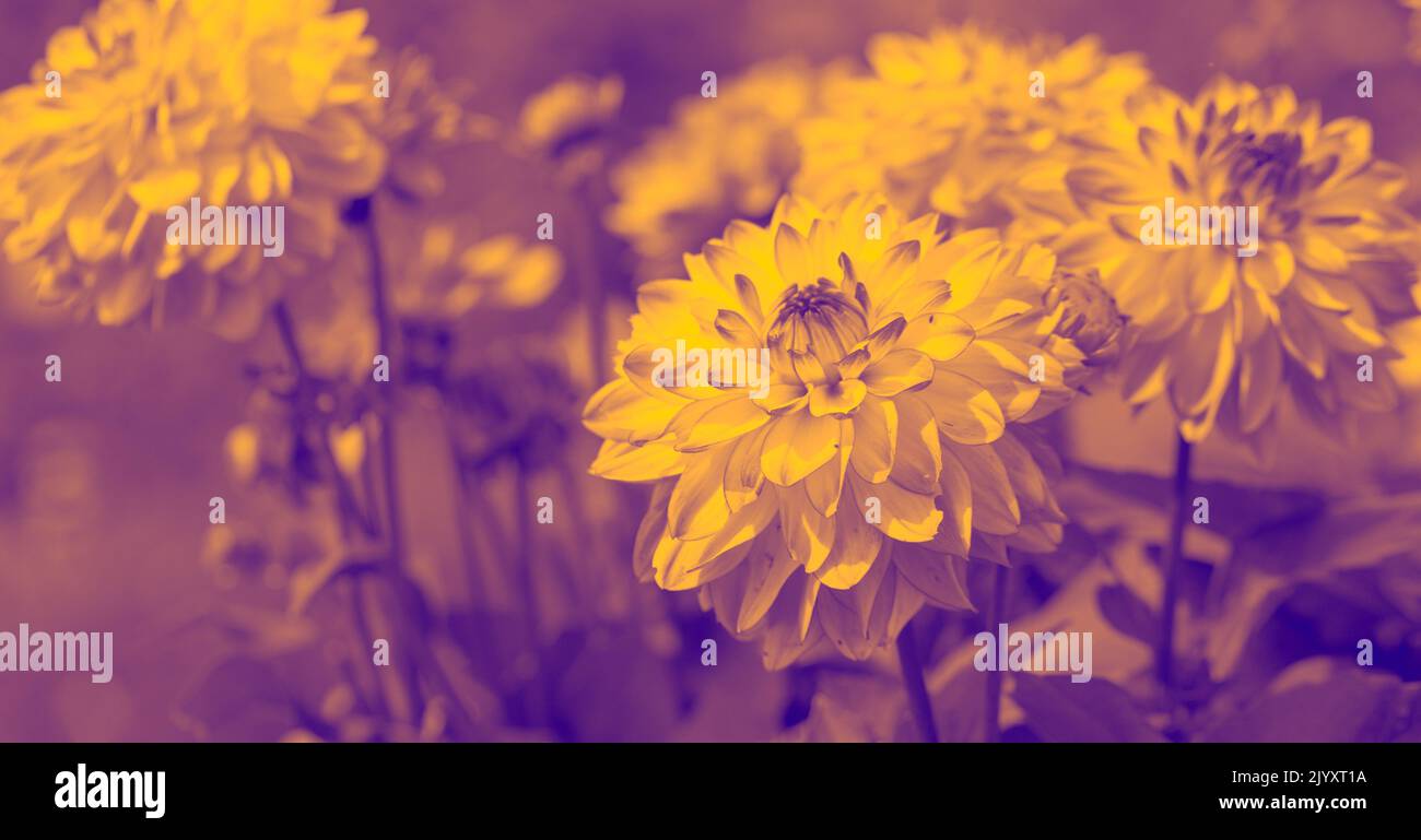 Blooming Perennials - Close-up (Golden-Tones, colourised) Dahlias Stock Photo