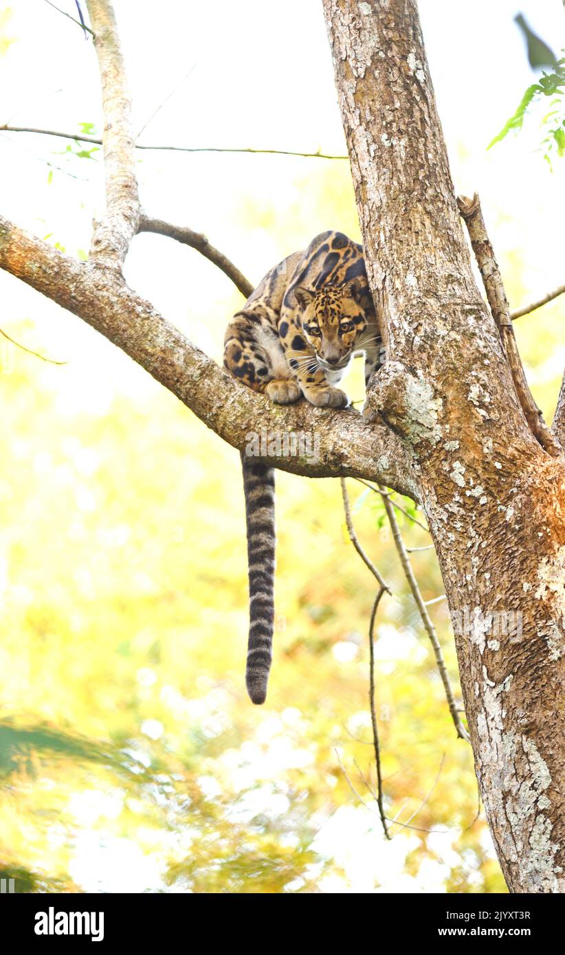 Clouded Leopard waiting in branch of a tree and looking at prey at