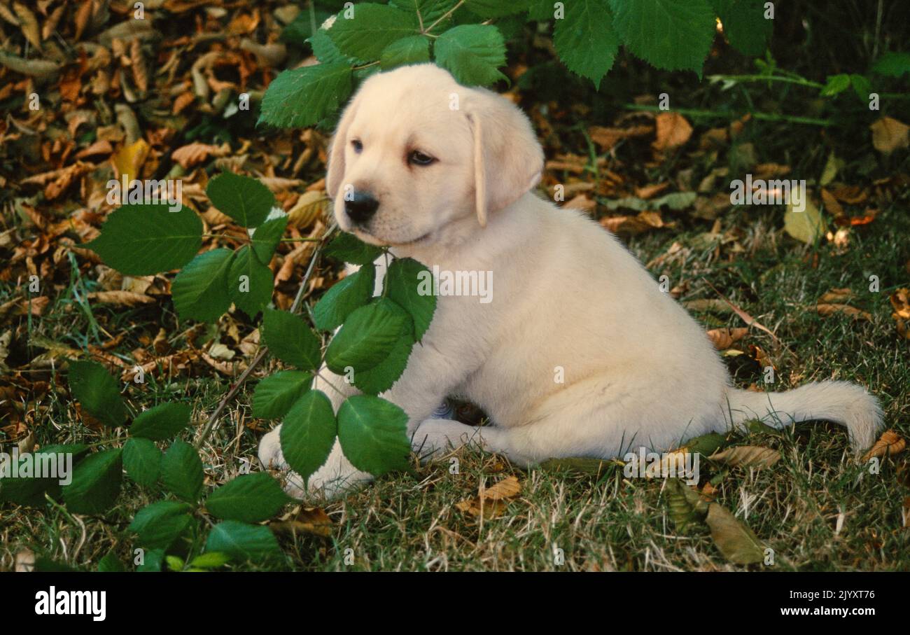 Yellow Lab puppy next to tree branch Stock Photo Alamy