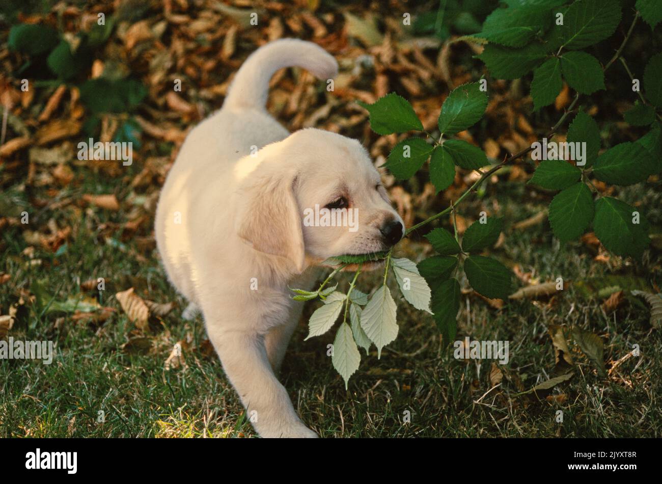 Yellow Lab puppy biting tree branch Stock Photo