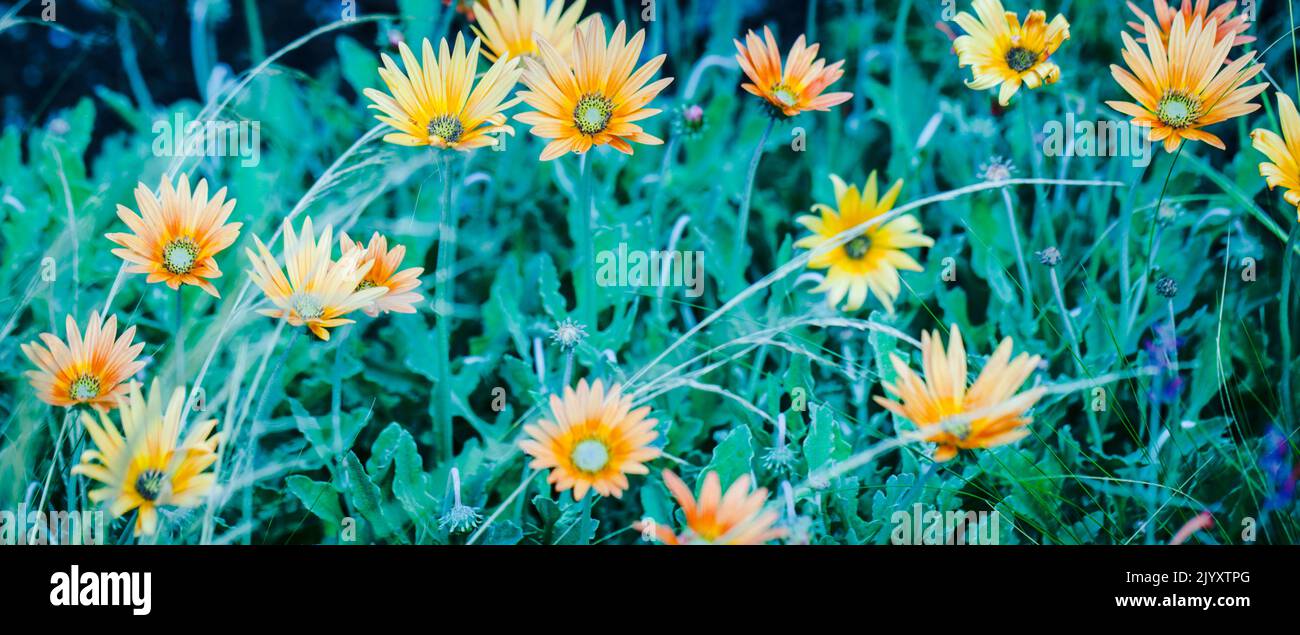 Flora Cinema - Close-up of Apricot Orange Flowering African Daisies /   Arctotis acaulis Stock Photo