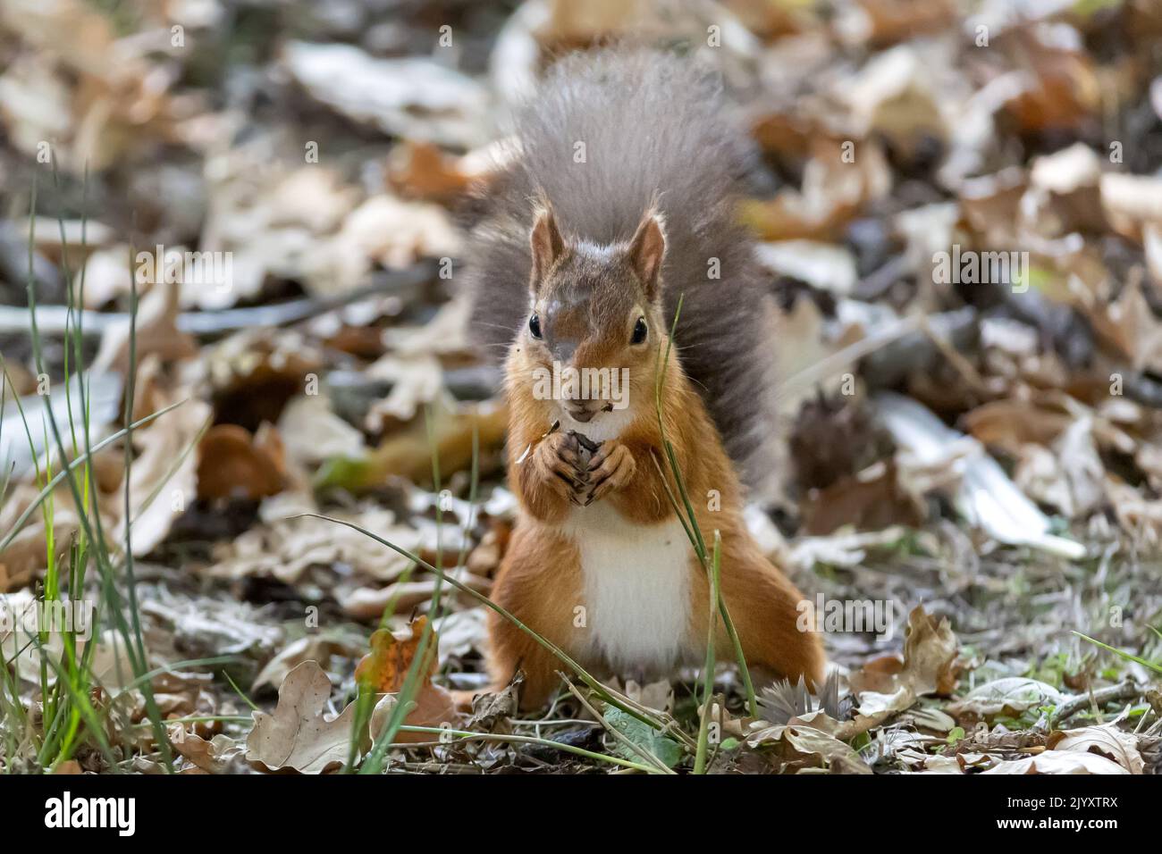 Eating, Eurasian red squirrel, Sciurus vulgaris, National Trust