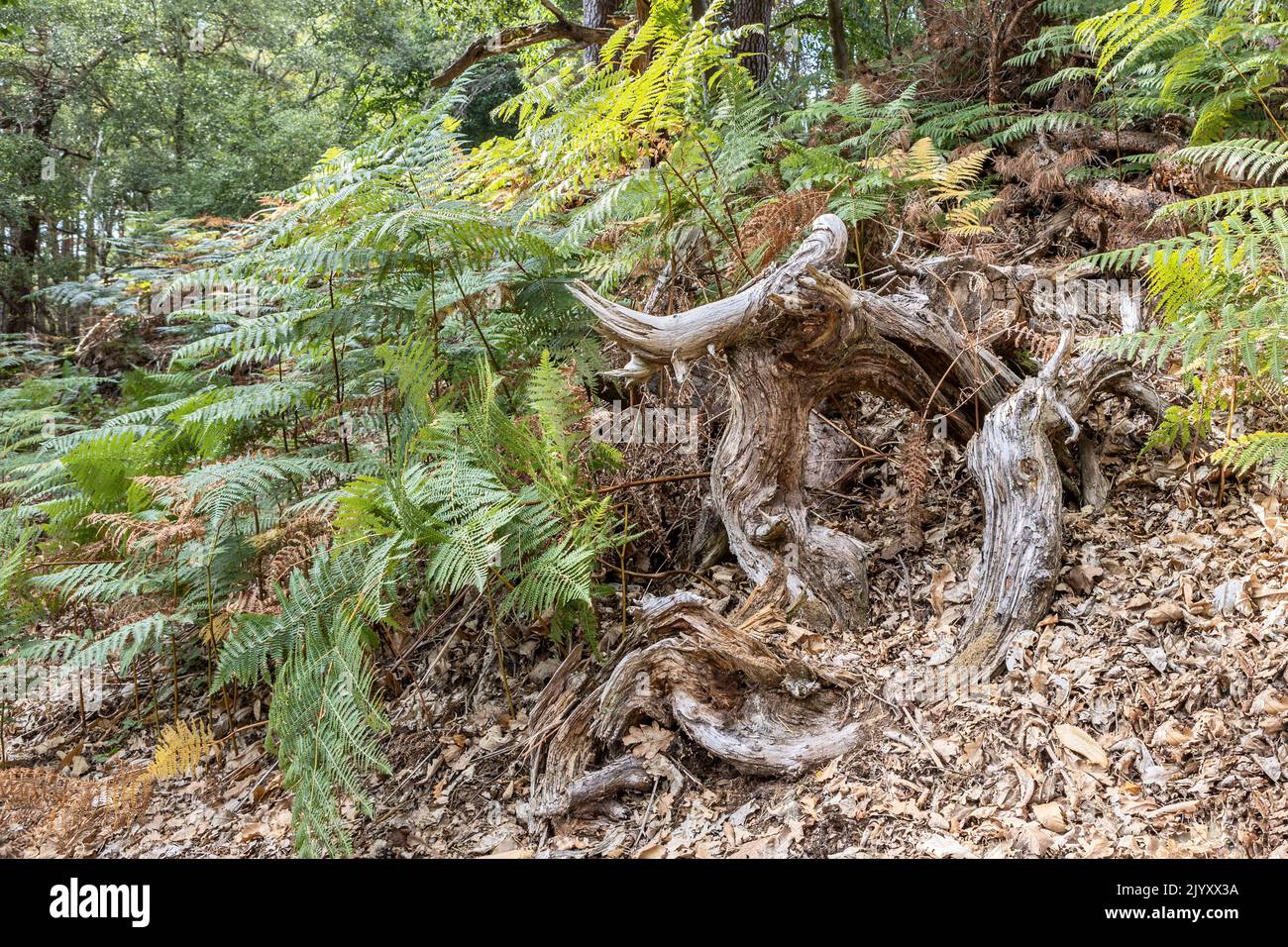 Dead wood and ferns, woodland floor, National Trust, Brownsea Island, Dorset, UK Stock Photo