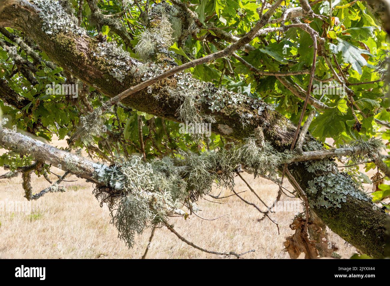 3 Lichens on branch of English Oak tree, National Trust, Brownsea Island, Dorset, UK Stock Photo