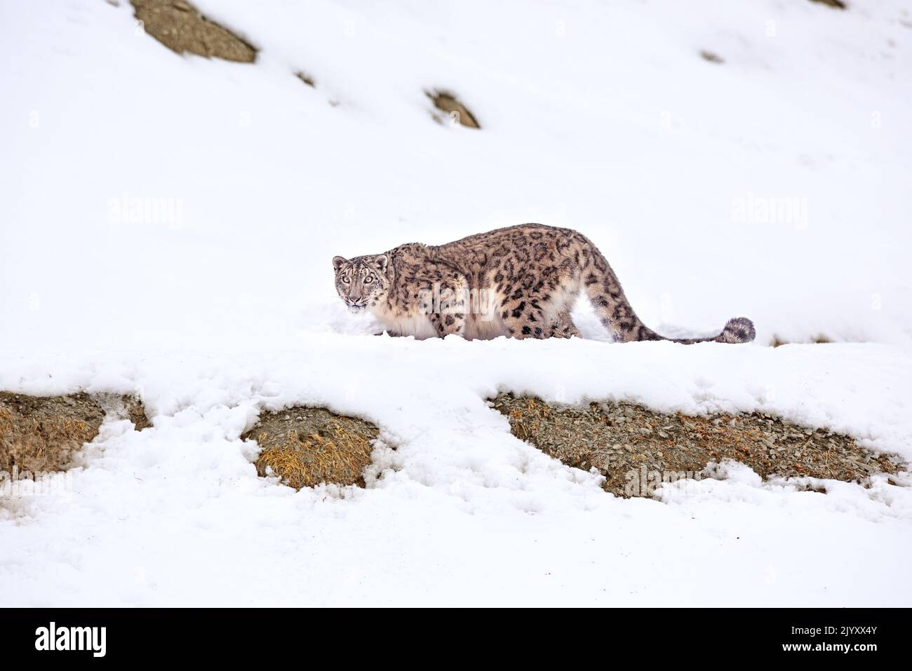 Snow leopard portrait on snow at Hemis National Park, India Stock Photo