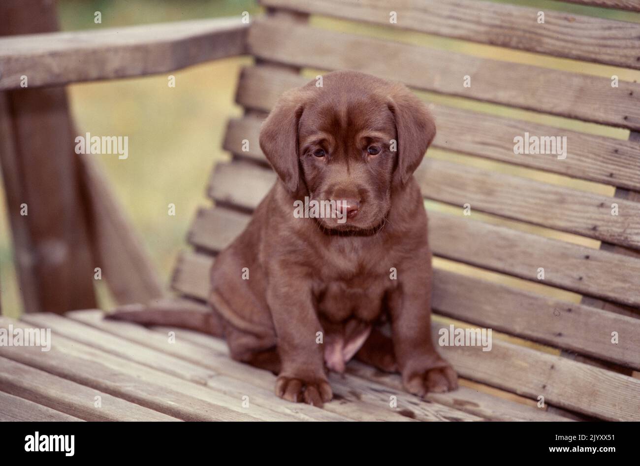 Lab puppy on bench Stock Photo Alamy