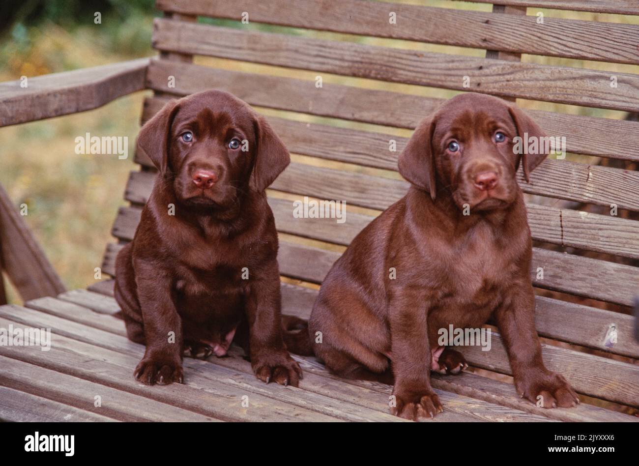 Lab puppies on bench Stock Photo - Alamy