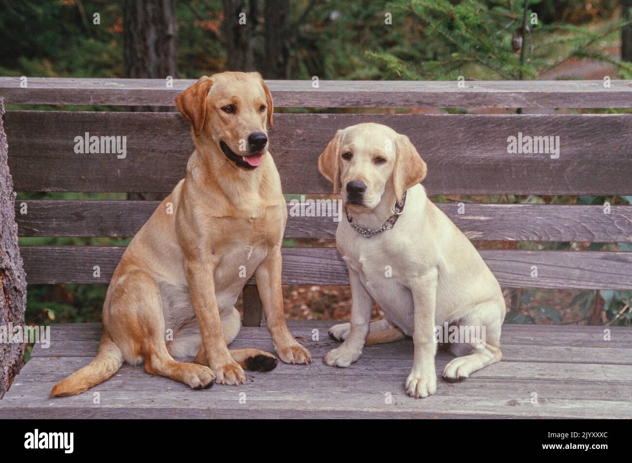 Labs on bench Stock Photo