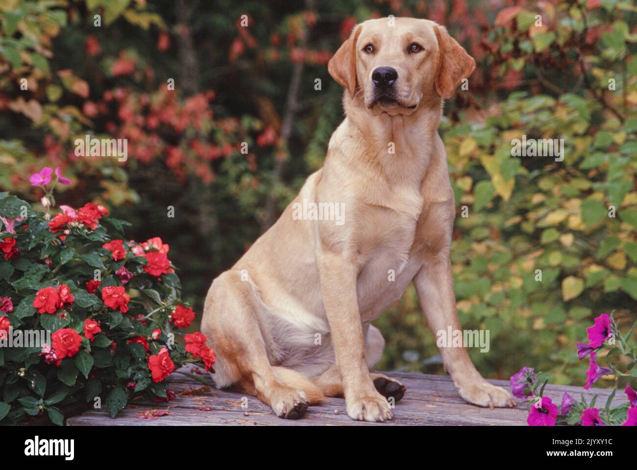 Lab in garden Stock Photo Alamy