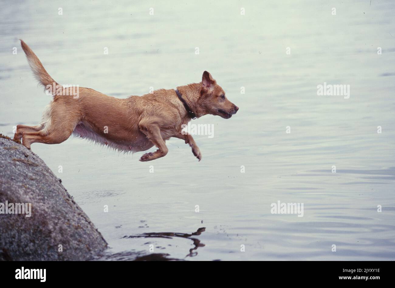 Lab jumping into the water Stock Photo Alamy