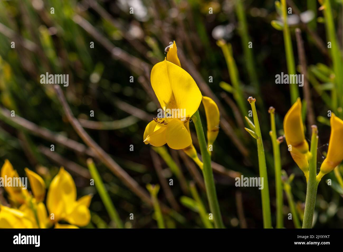 Spartium junceum, known as Spanish broom Stock Photo Alamy