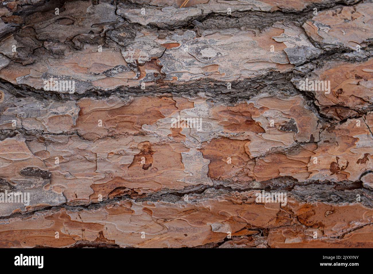 Maritime pine bark hi-res stock photography and images - Page 2 - Alamy
