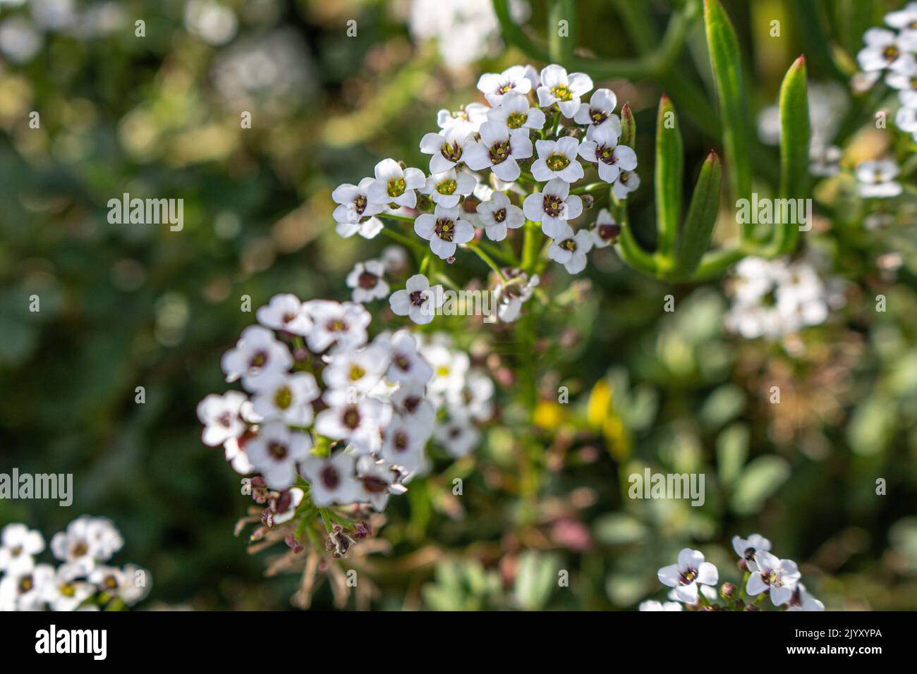 Lobularia maritima (syn. Alyssum maritimum) Its common name is sweet