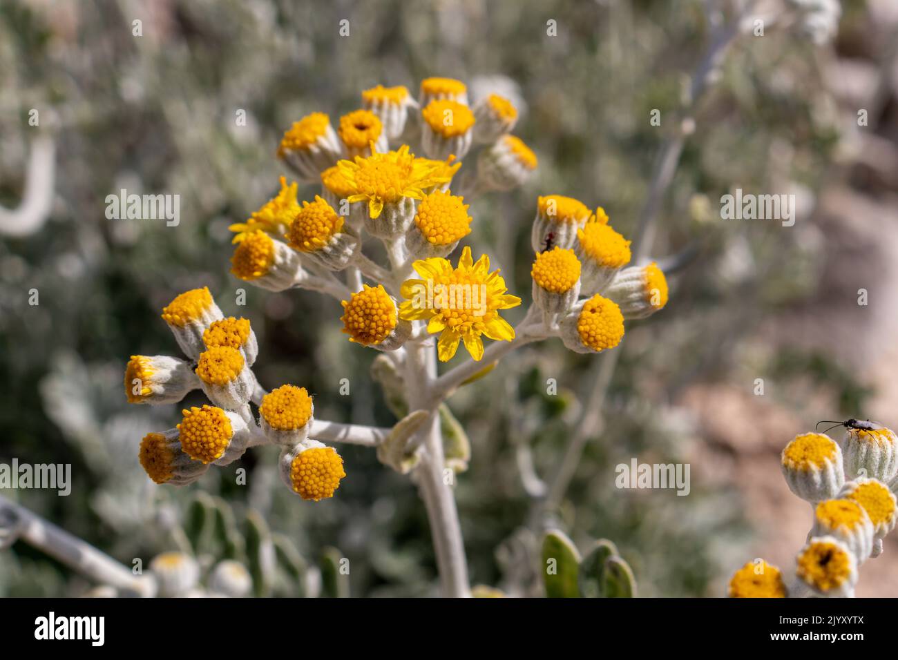 Jacobaea maritima ‘silver dust’ hi-res stock photography and images - Alamy