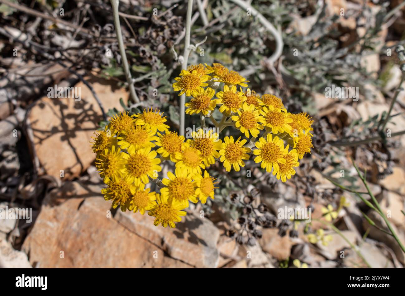 Jacobaea maritima ‘silver dust’ hi-res stock photography and images - Alamy