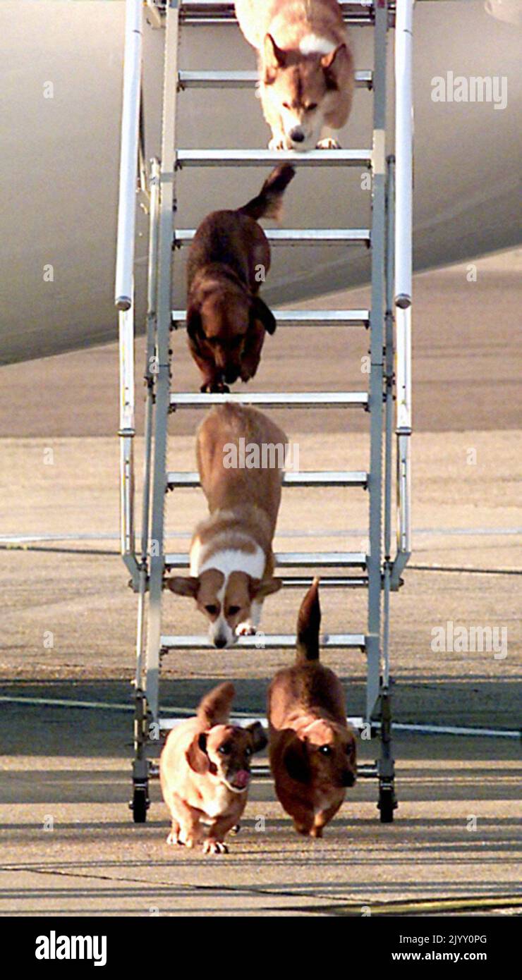 File photo dated 16/9/1998 of the Queen's dogs leaving an aircraft of The Queen's Flight at Heathrow Airport after flying from Aberdeen with Queen Elizabeth II. During her reign, the Queen owned more than 30 corgis, with many of them direct descendants from Susan, who was given to her as an 18th birthday present by her parents in 1944 and was so loved that she accompanied Princess Elizabeth on her honeymoon. Issue date: Thursday September 8, 2022. Stock Photo
