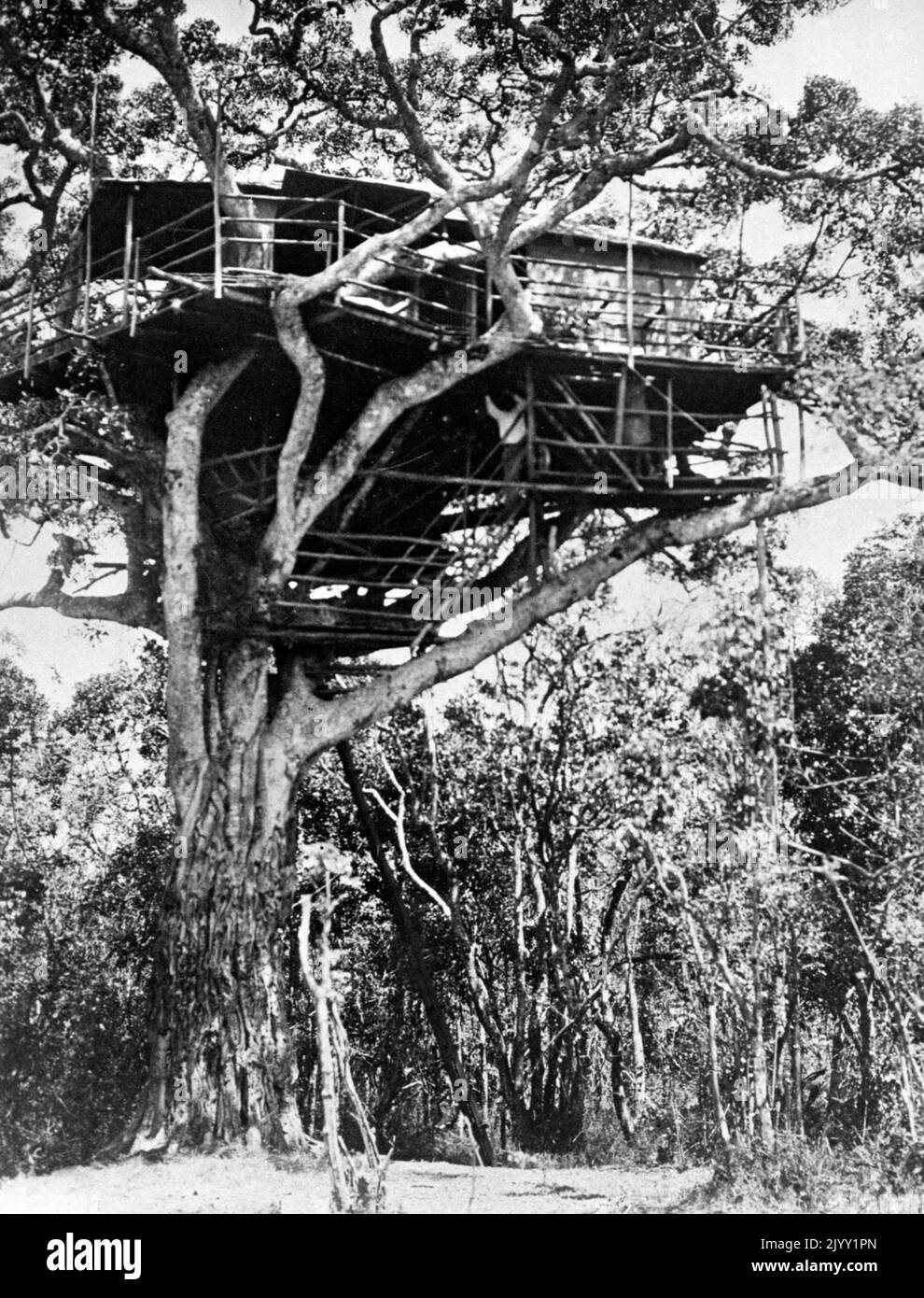 1938 file photo of Treetops Hotel, probably the smallest hotel in the world, perched in the branches of a giant fig tree in Kenya and built by Mr Eric and Lady Bettie Walker. It was here that Princess Elizabeth learned of the death of her father, King George VI. . Issue date: Thursday September 8, 2022. Stock Photo