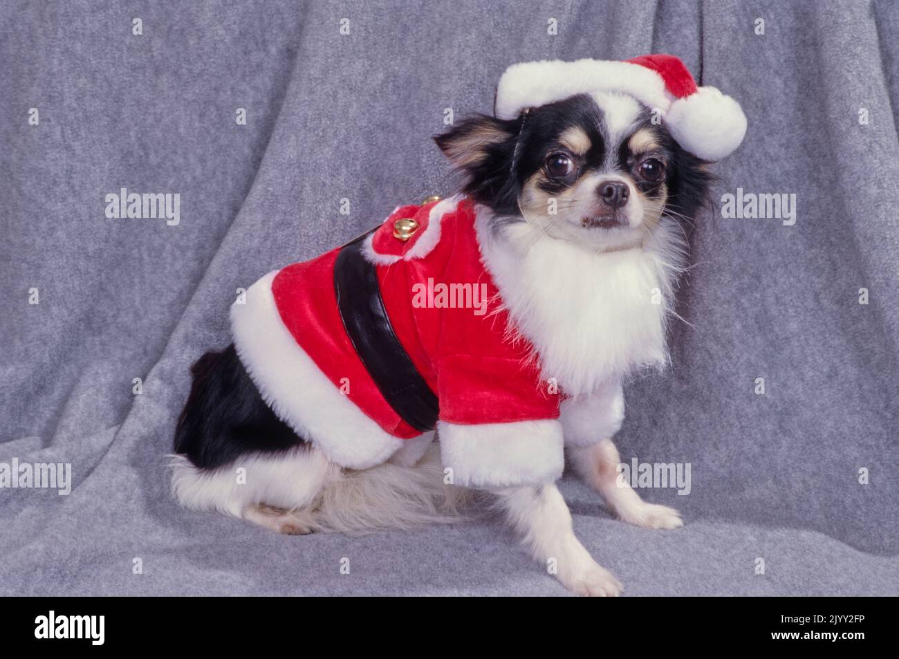 Chihuahua in Santa costume Stock Photo Alamy