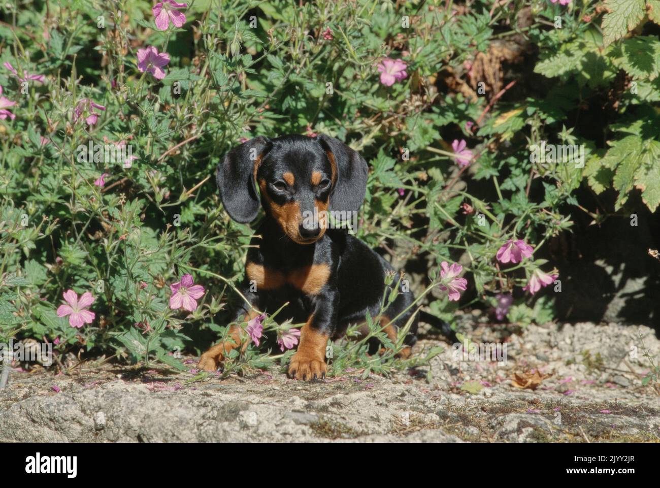 Dachshund in flower bush Stock Photo