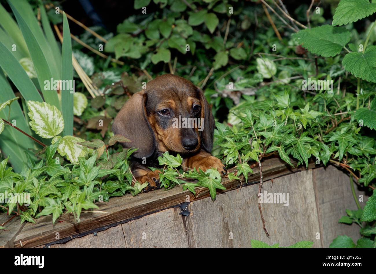 Dachshund puppy in bush Stock Photo