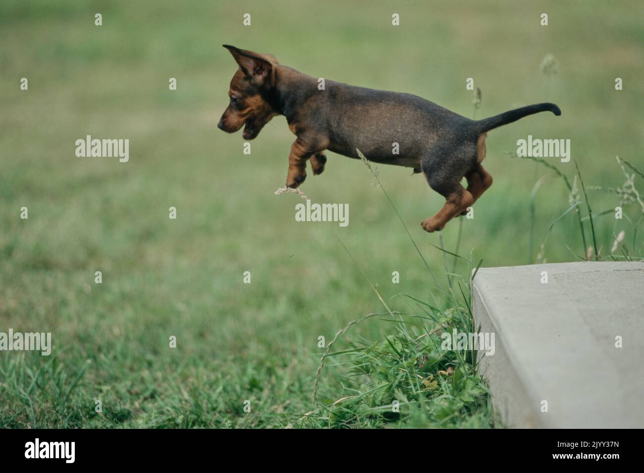 Dachshund puppy jumping off curb Stock Photo Alamy