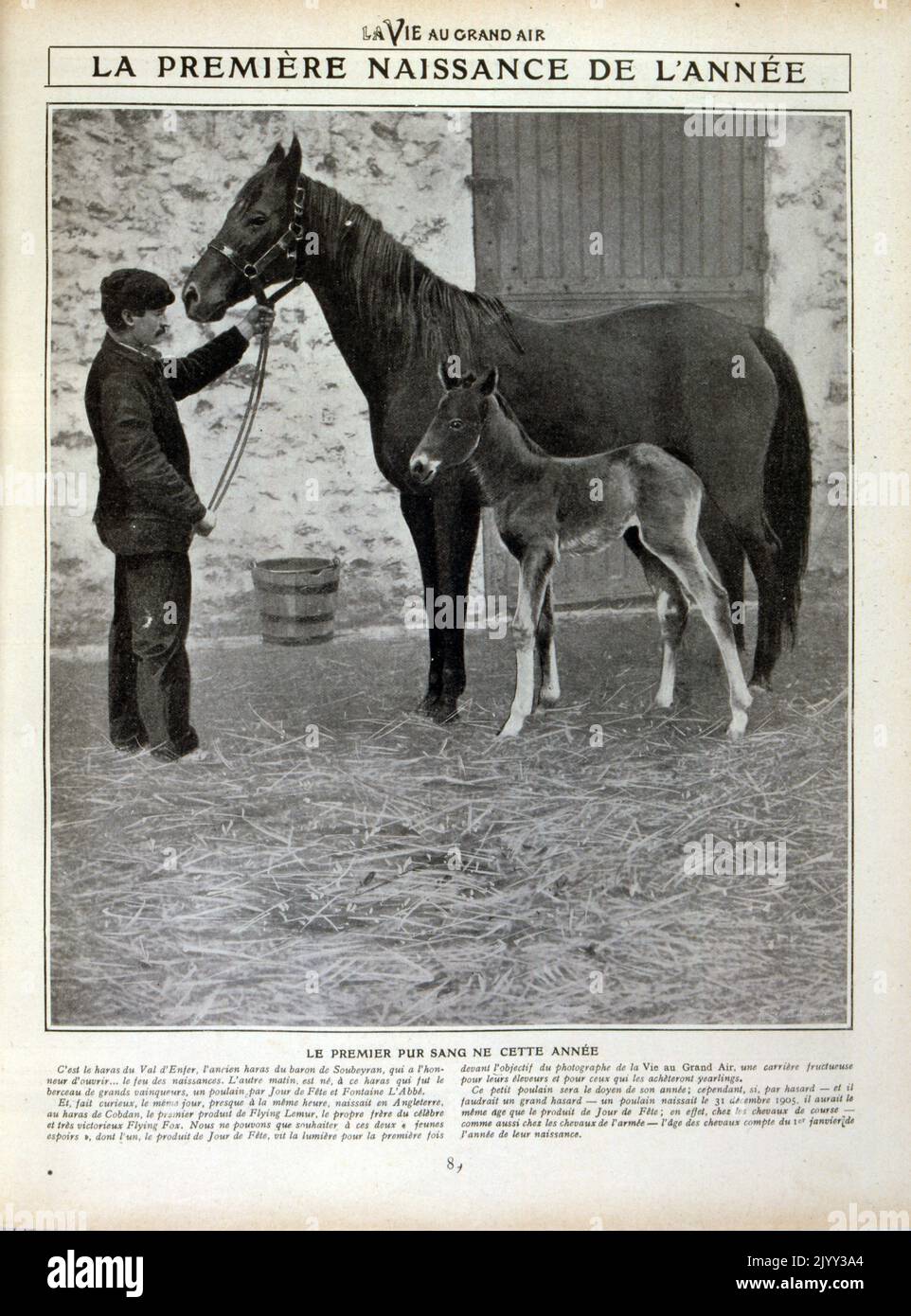 Vintage photograph of a groom with a horse and new foal. France 1905 Stock Photo