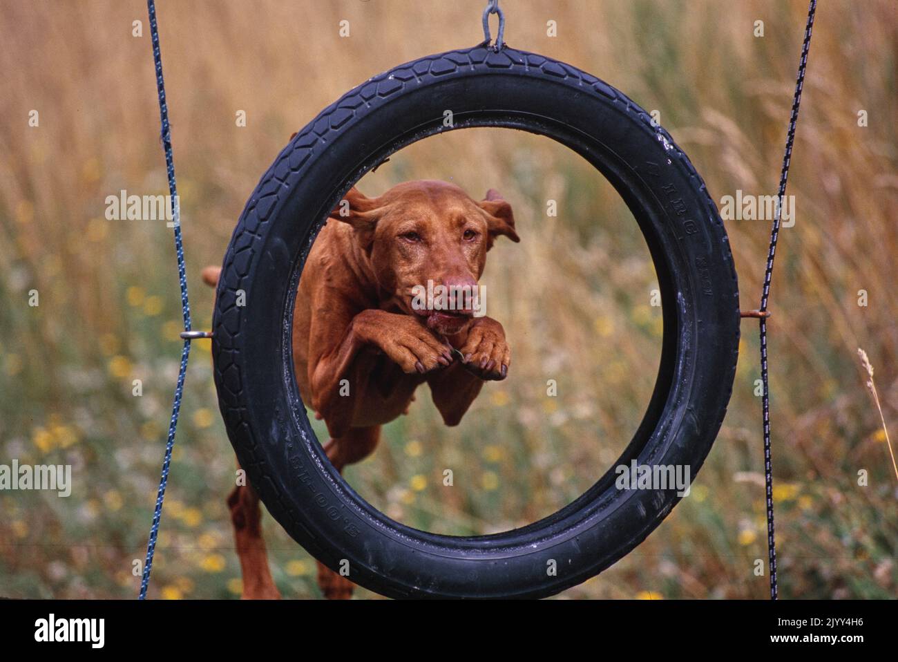 Vizsla jumping through tire obstacle Stock Photo Alamy