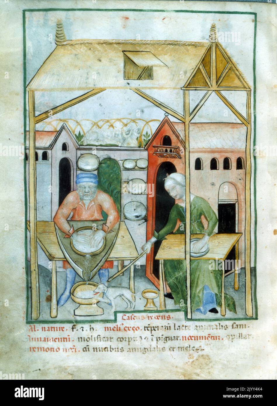 Medieval cheese preparation, illustrated in Tacuinum (Taccuinum) Sanitatis, a medieval handbook mainly on health, based on the Taqwim as-sihhah, an eleventh-century Arab medical treatise by Ibn Butlan of Baghdad. This Taccuinum dates to the early 15th century and is Italian in origin. circa 1531. Stock Photo