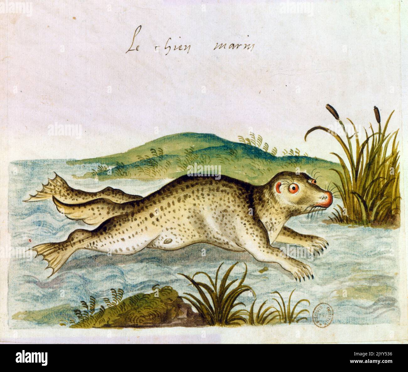 16th century Illustration of a Sea Lion. French Stock Photo - Alamy