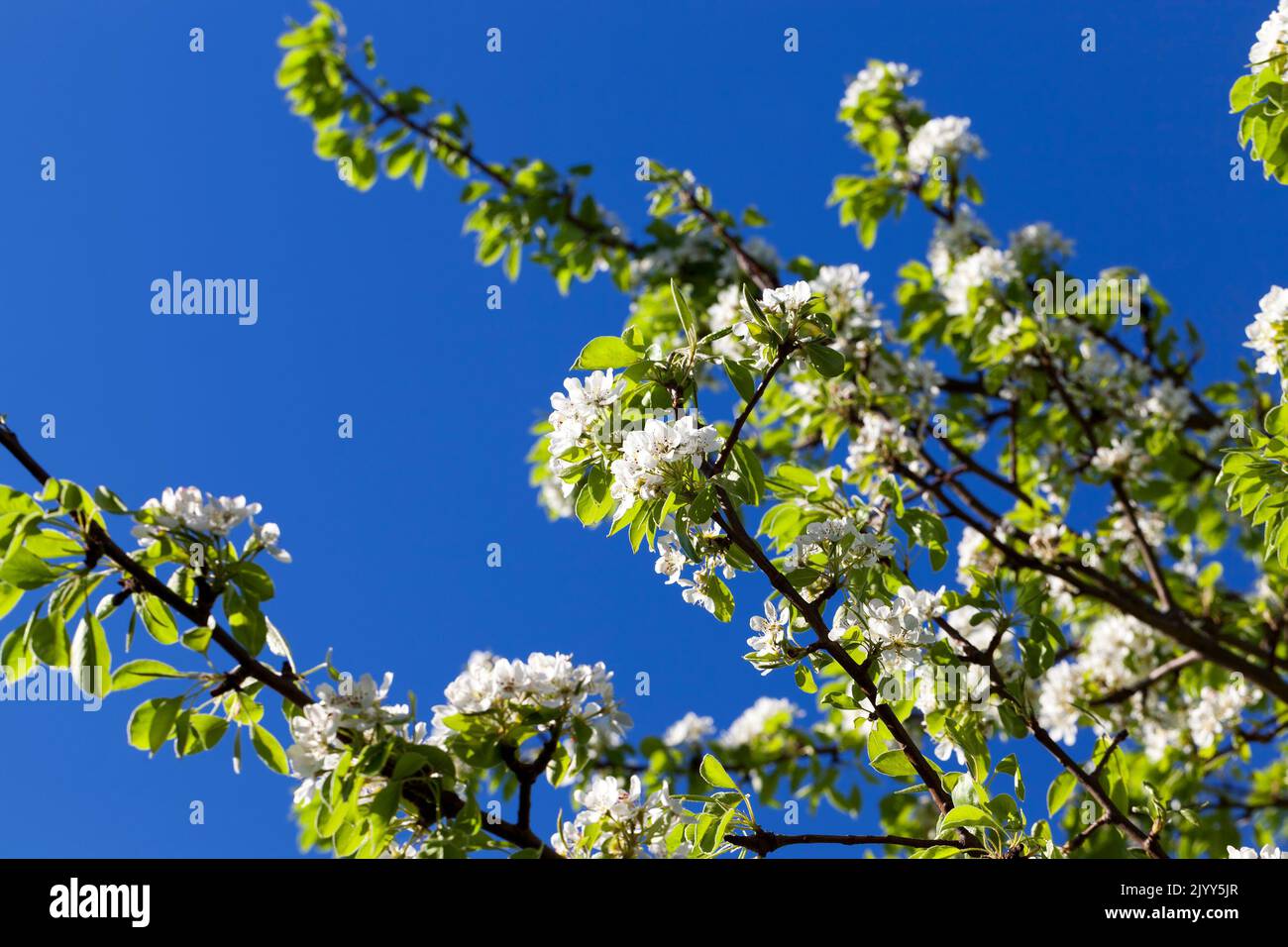 cherry fruit trees blooming in spring, beautiful cherry blossoms during spring flowering Stock Photo