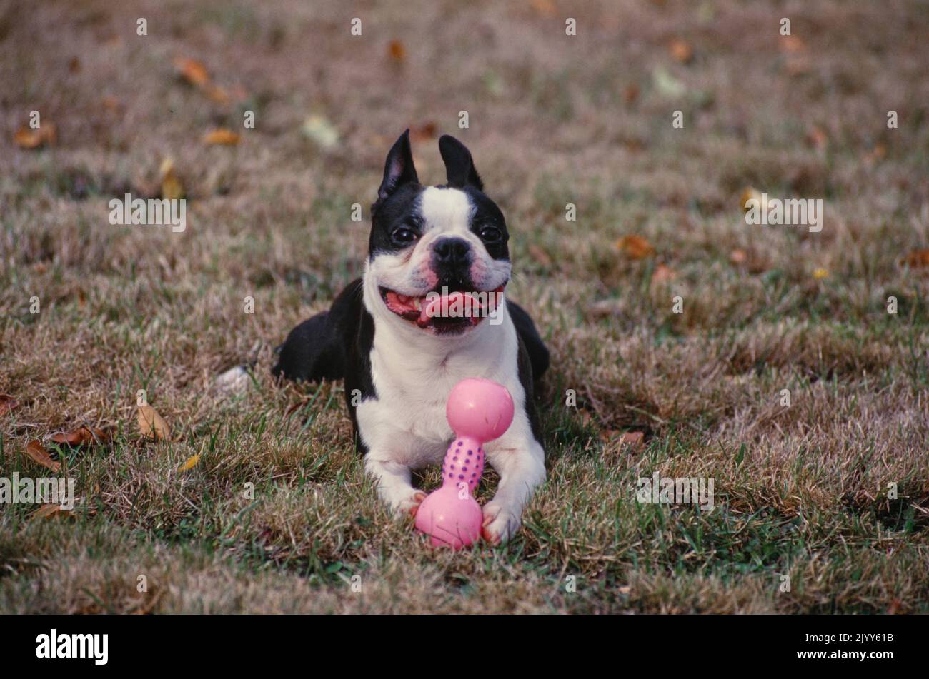Boston Terrier standing outside in yard with pink bone toy between paws Stock Photo