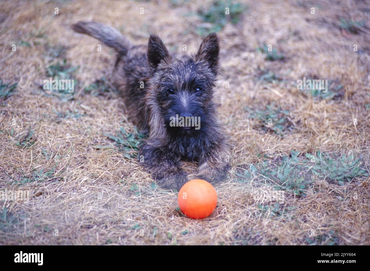 Cairn Terrier puppy laying down in grass with ball Stock Photo