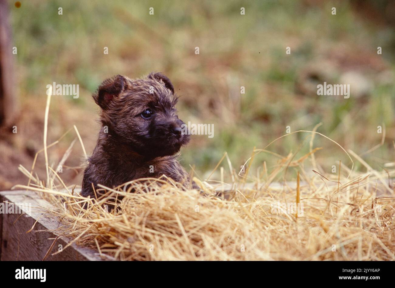 Cairn Terrier puppy sitting up in hay outside Stock Photo