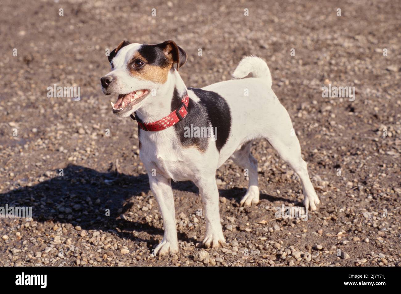 Jack Russell Terrier standing in gravel and dirt Stock Photo