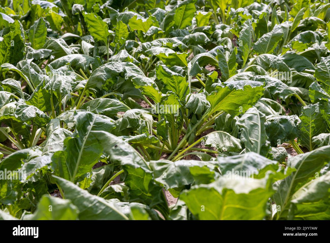 an agricultural field where sugar beet grows, growing beets that wither due to drought and heat Stock Photo