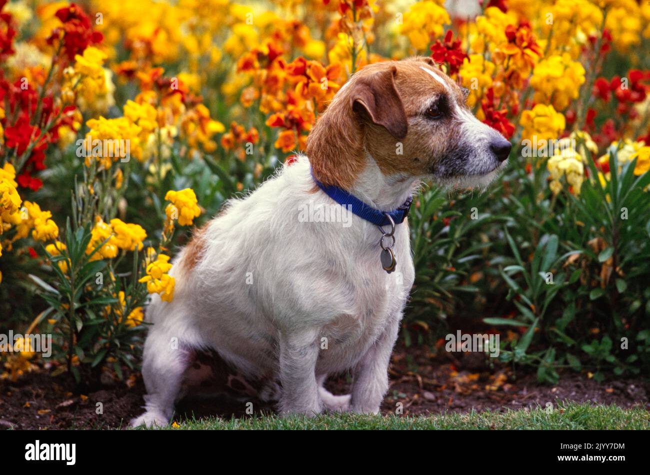Great dane jack russell terrier hires stock photography and images Alamy