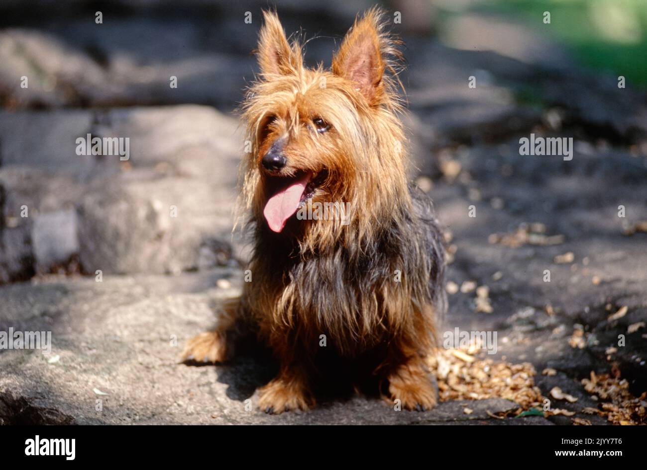 Silky Terrier laying on stones in sunlight Stock Photo