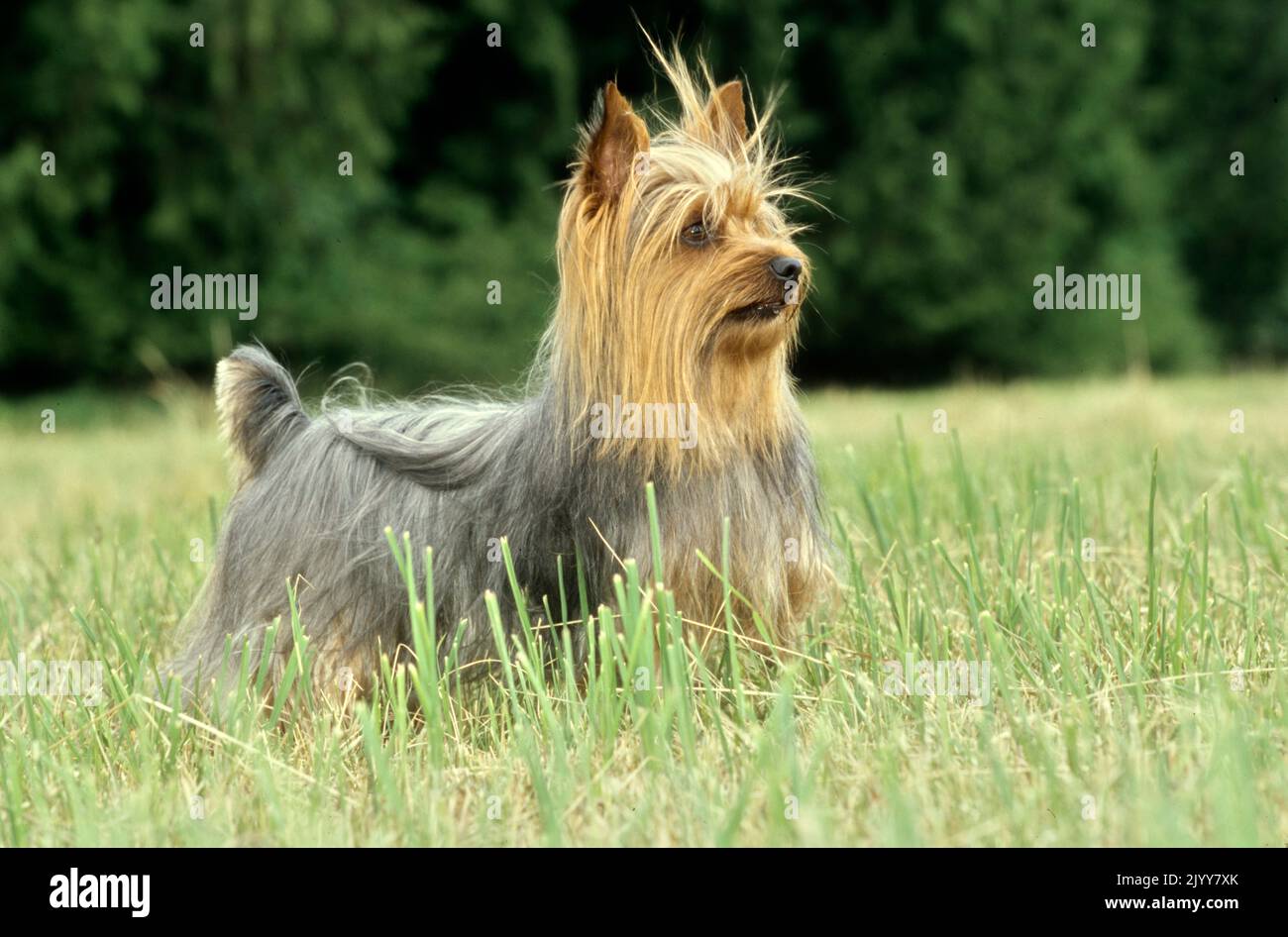 Silky Terrier standing in grassy field Stock Photo