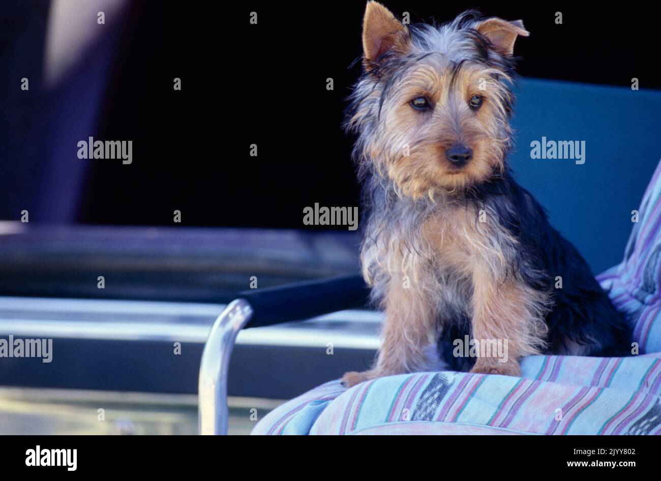 Silky Terrier puppy sitting on camping chair Stock Photo