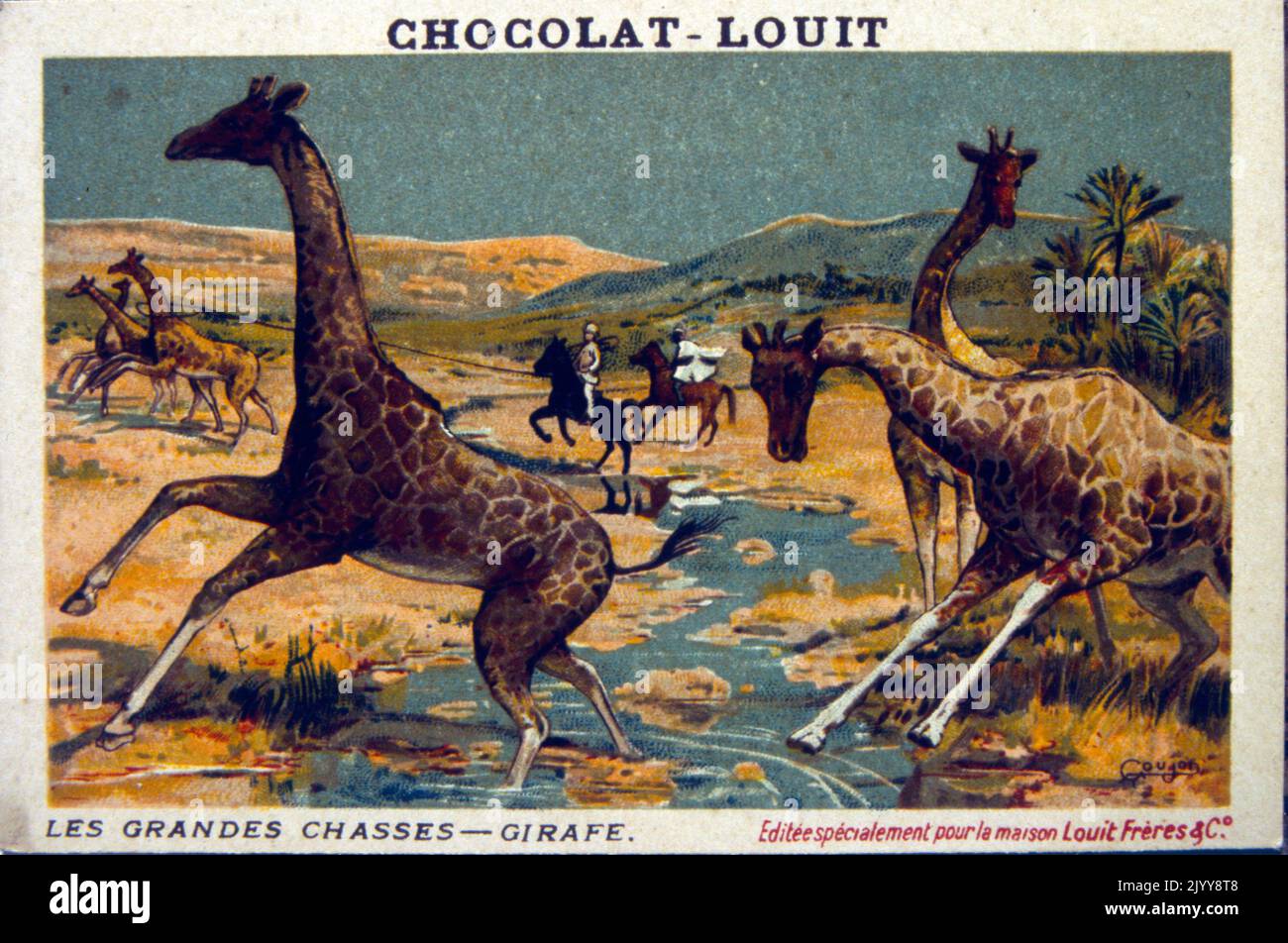 Coloured Illustration depicting a series of animals being hunted