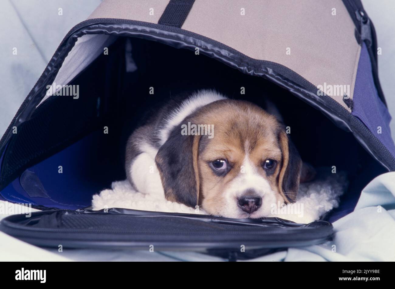Beagle puppy sitting in travel carrier Stock Photo Alamy