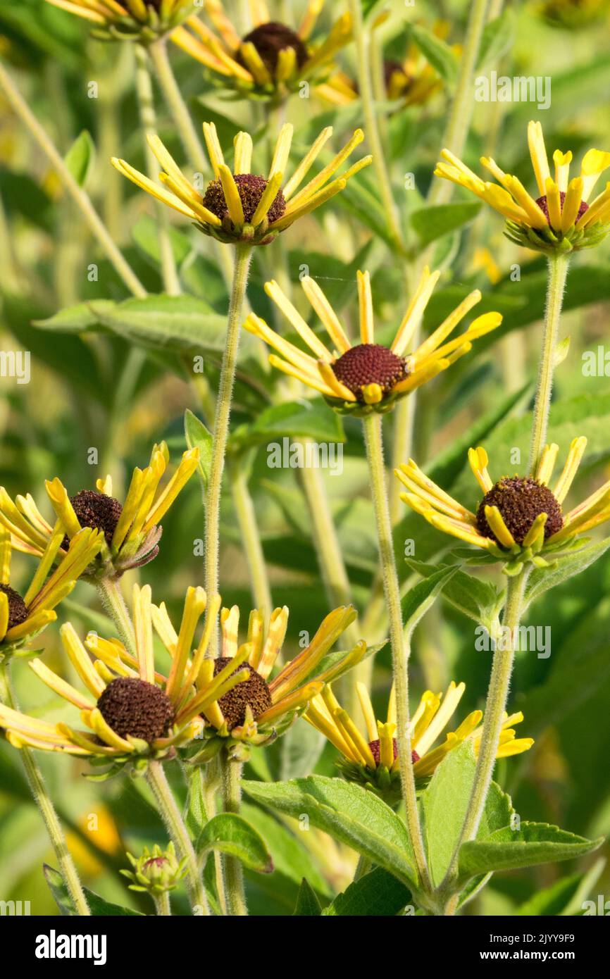 Perennials, Plant, Late summer, Garden, Flowers, September, Herbaceous, Rudbeckias, Hardy, Plants, Quilled Dwarf Rudbeckia, Rudbeckia 'Little Henry' Stock Photo
