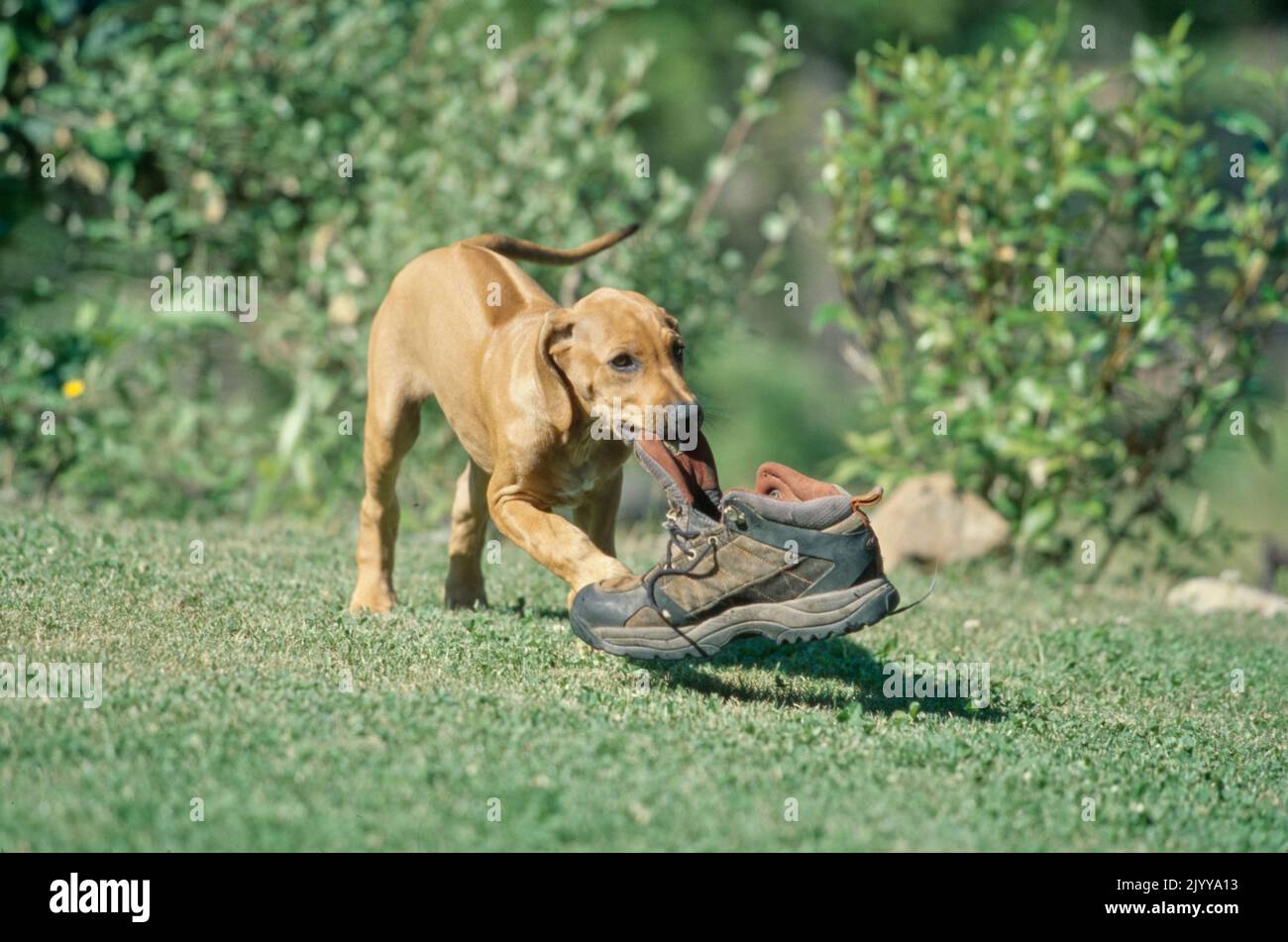 Rhodesian Ridgeback puppy in grass carrying boot in mouth Stock Photo ...