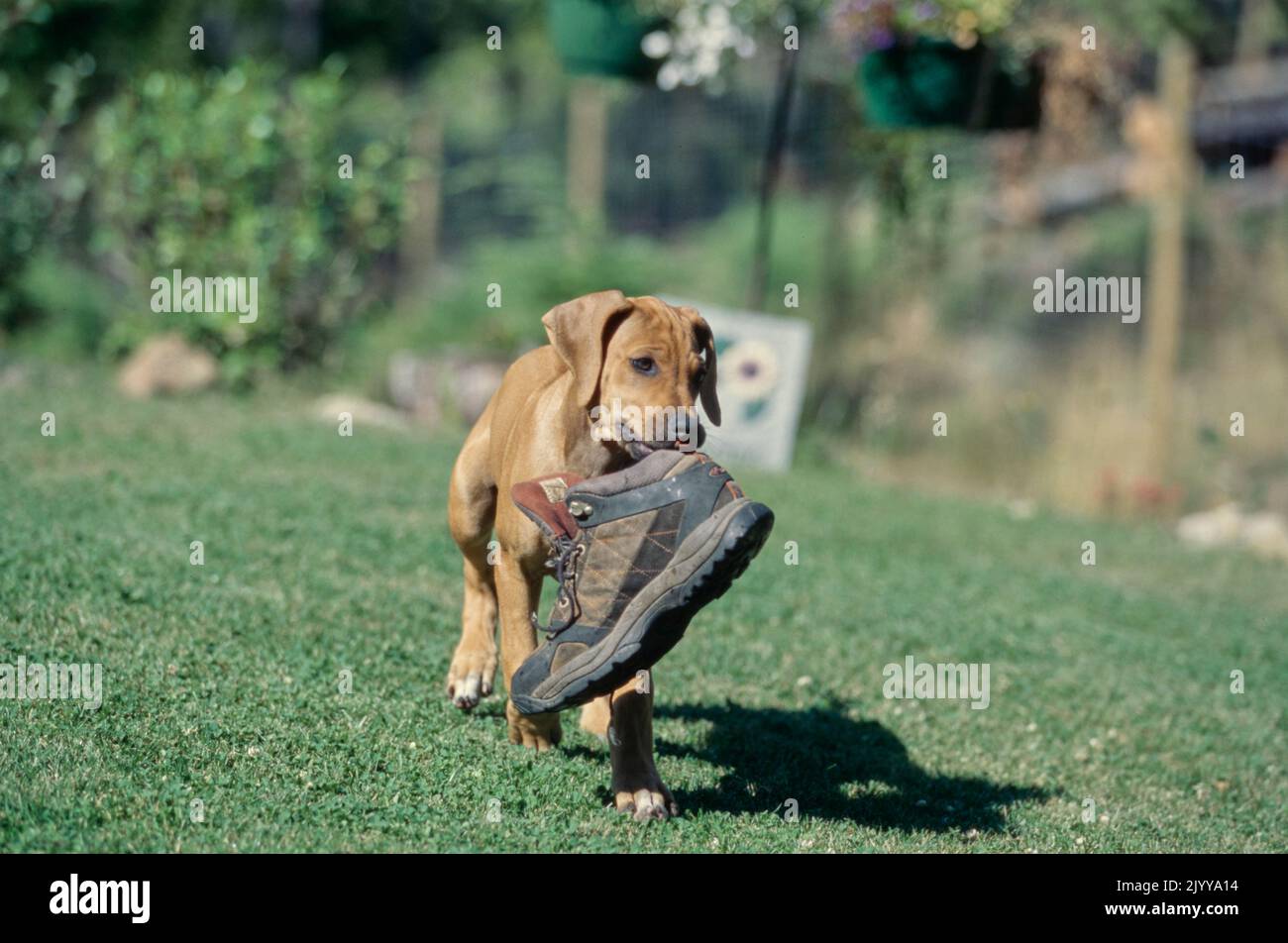 Rhodesian Ridgeback puppy in grass carrying boot in mouth Stock Photo ...